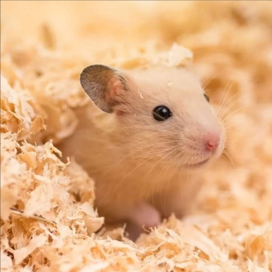 Serragem Prensada Maravalha P/ Roedores Animalissimo - 800g