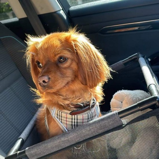 CADEIRA DE TRANSPORTE MASTER PET P/AUTO